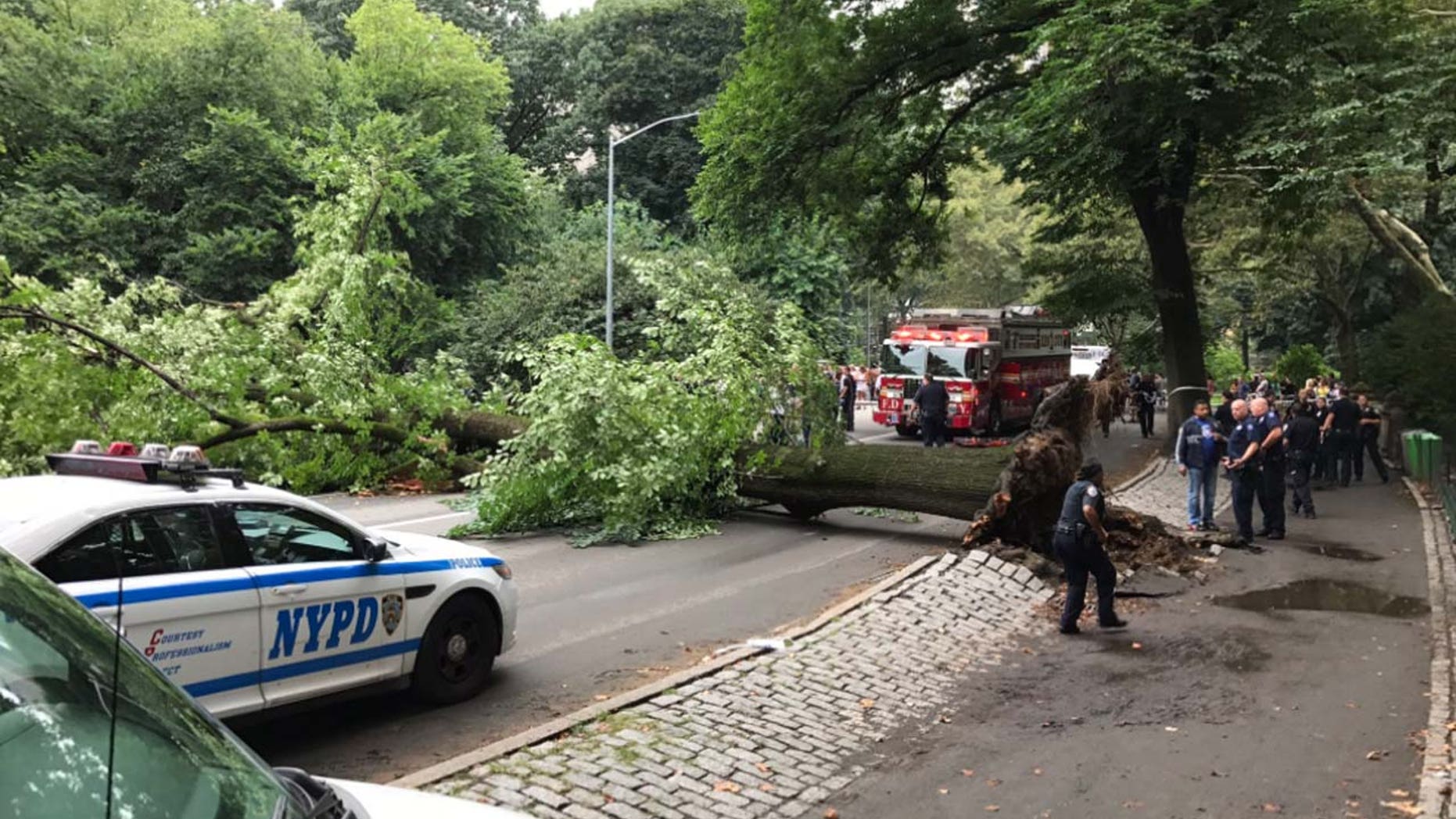 A massive tree in Central Park crashed down on a mother and her three children.