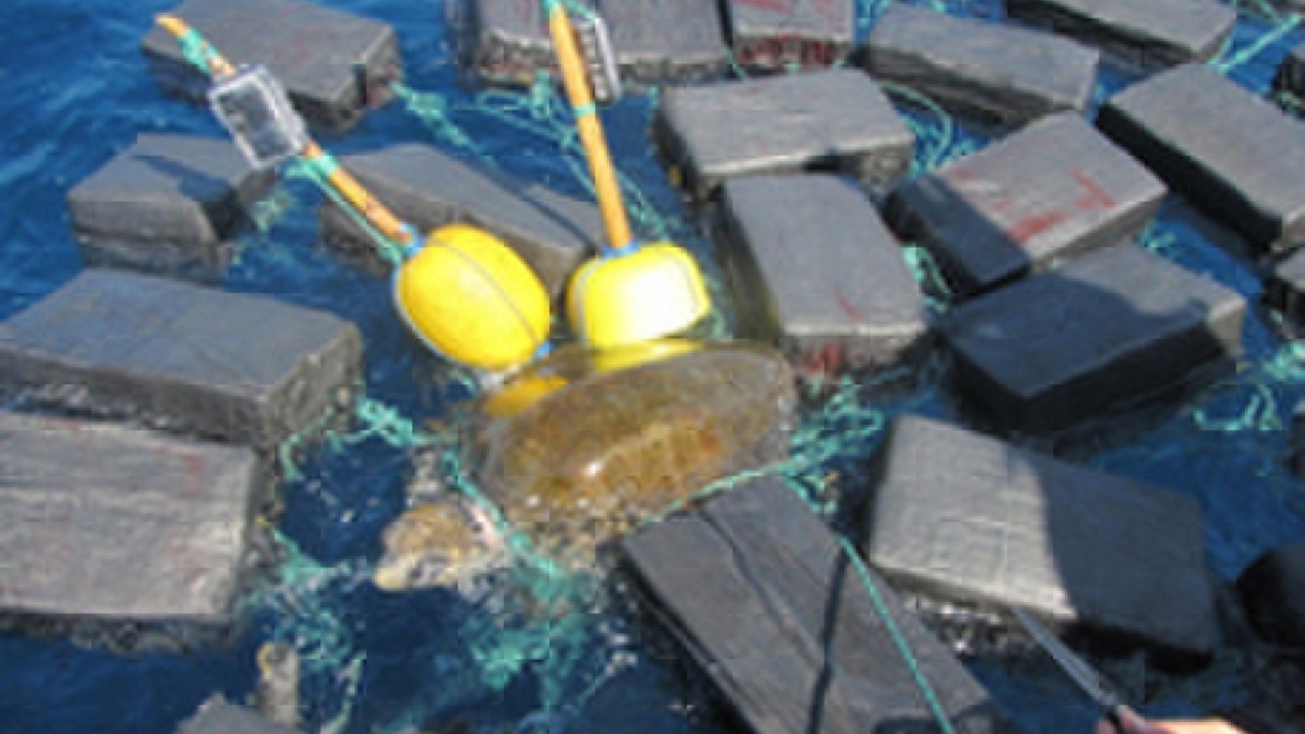 The sea turtle was found entangled in bales of cocaine worth $53 million, the U.S. Coast Guard said.