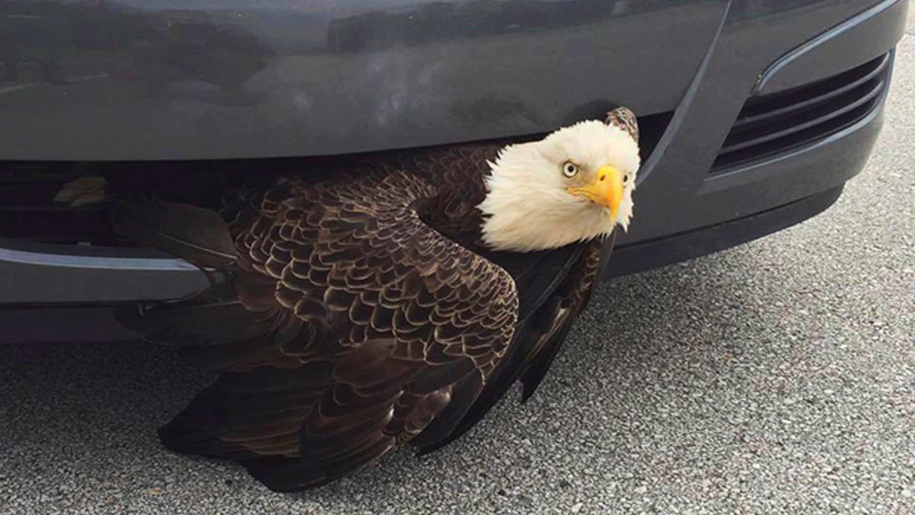 This Saturday, Oct. 8, 2016 photo provided by the Clay County Sheriff's Office shows a bald eagle wedged in a vehicle near Green Cove Springs, Fla. The bird was freed unharmed after a passing motorist noticed the bird.