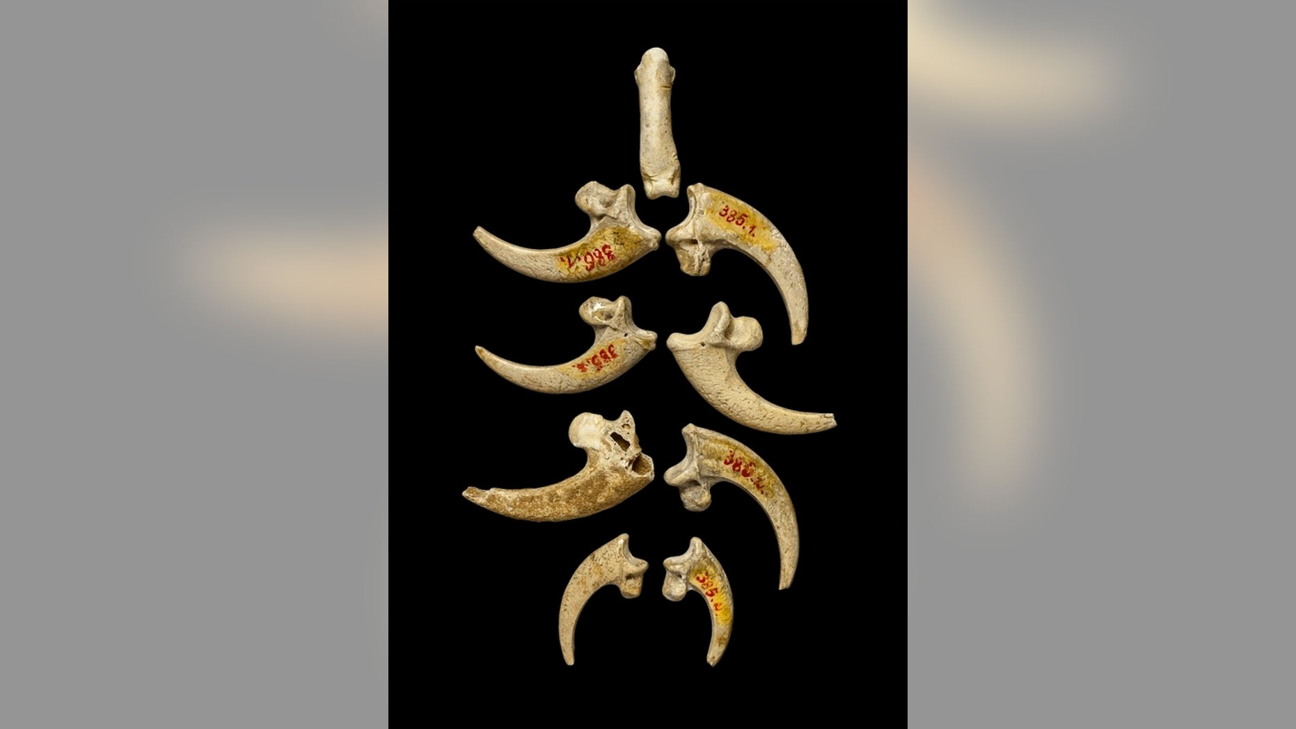 The eight eagle talons from Krapina arranged with an eagle phalanx that was also found at the site.