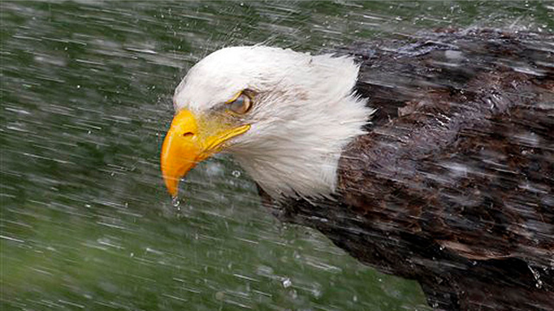 Federal law bars possession of a bald eagle - dead or alive.