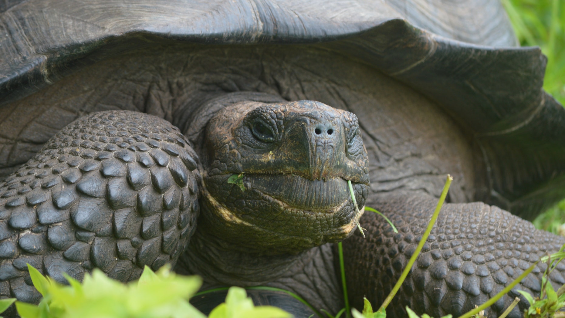 This is an image of C. donfaustoi, a new species of turtle found on the Galapagos island of Santa Cruz. (Washington Tapia)