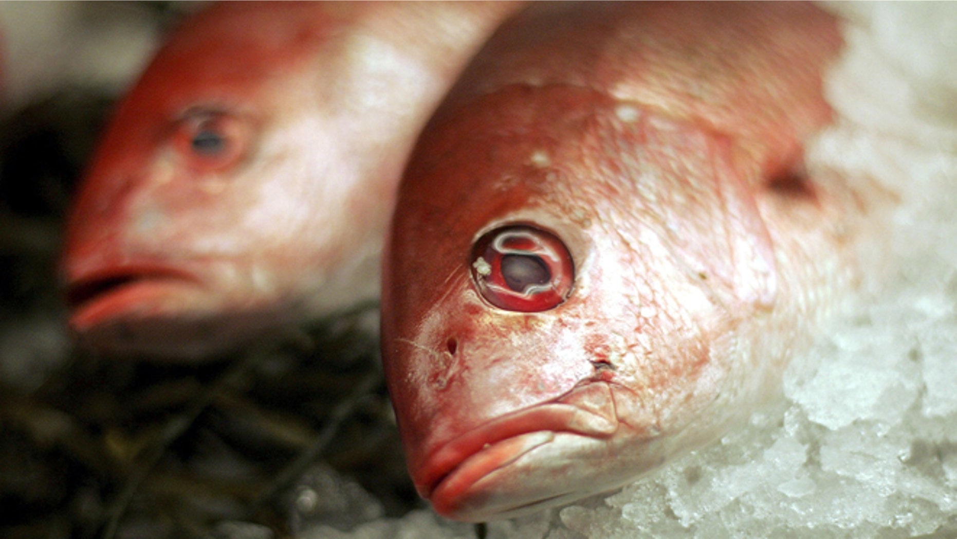 SAN FRANCISCO - OCTOBER 17: Fresh Red Snapper lies on ice at the San Francisco Fish Company October 17, 2006 in San Francisco, California. A study by the Institute of Medicine found that eating fresh seafood twice a week is healthy for your heart and may reduce the risk of heart disease. The study also says that eating fish twice a week also outweighs the risk of exposure to mercury and other dangerous contaminants. (Photo by Justin Sullivan/Getty Images)