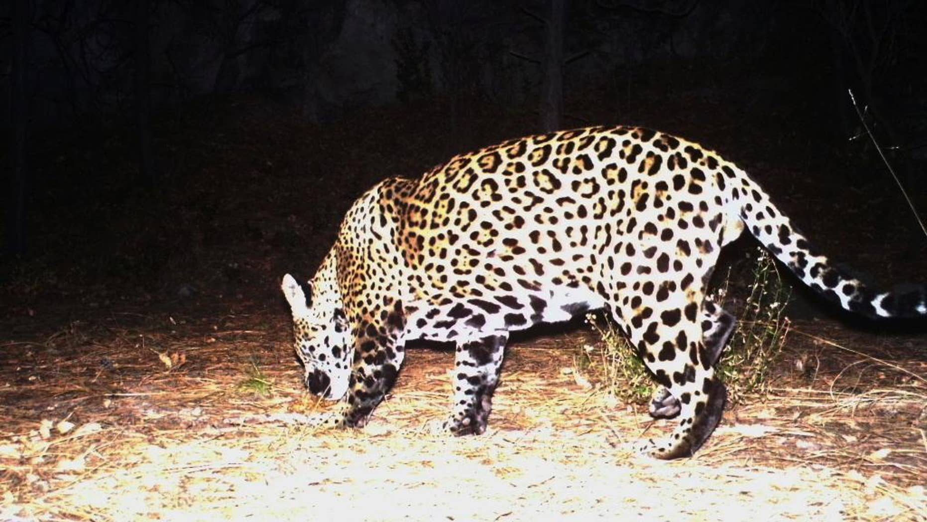 FILE - This Dec. 1, 2016 file still image from video provided by Fort Huachuca shows a wild jaguar in southern Arizona. A team of wildlife officials in the United States and Mexico on Monday, Dec. 19, released details of a proposed recovery plan for the endangered jaguar, prompting criticism from environmental groups who say more needs to be done to restore a breeding population of the elusive cats north of the border. (Fort Huachuca via AP, File)