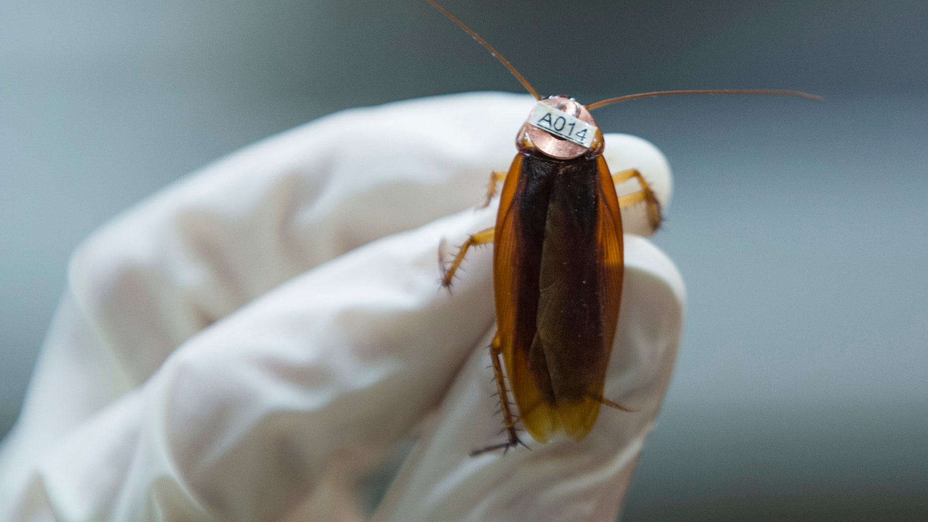 File photo: An american cockroach (Periplaneta americana), on which a radio tag is attached, is seen at the Universite libre de Bruxelles (ULB) in Brussels March 6, 2015. (REUTERS/Yves Herman)