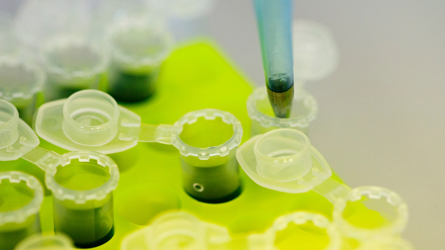 Laboratory technicans of the company Icon Genetics prepare proteines from Tobacco plants (Nicotiana benthamiana) for weighing in a laboratory in Halle, August 14, 2014. Icon Genetics develop a technology to mass produce Ebola vaccine with the help of tobacco plants. REUTERS/Axel Schmidt (GERMANY - Tags: HEALTH SCIENCE TECHNOLOGY) - RTR42FWM