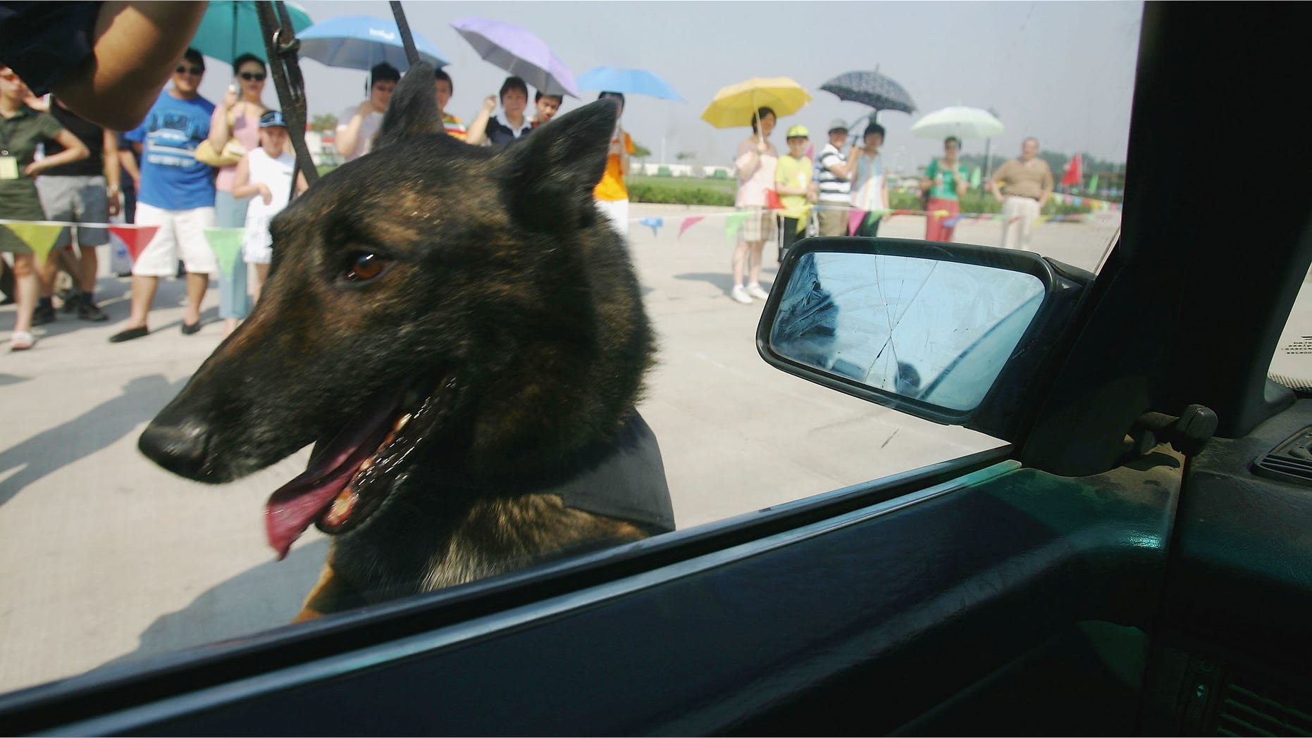 BEIJING, CHINA - JUNE 18: A Chinese Customs official and his drug sniffer dog demonstrate how to detect drugs in cars during an open day at a drug dog sniffer training base which is part of China's Customs Anti-Smuggling Office on June 18, 2005 in Beijing. The base trains dogs to detect drugs including marijuana, hashish, heroin, cocaine, opium and methamphetamine hidden in cars and bags. (Photo by Cancan Chu/Getty Images)