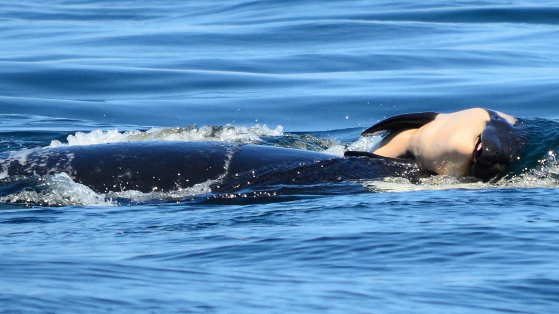 July 24: A baby orca whale is being pushed by her mother after being born off the Canada coast near Victoria, British Columbia.