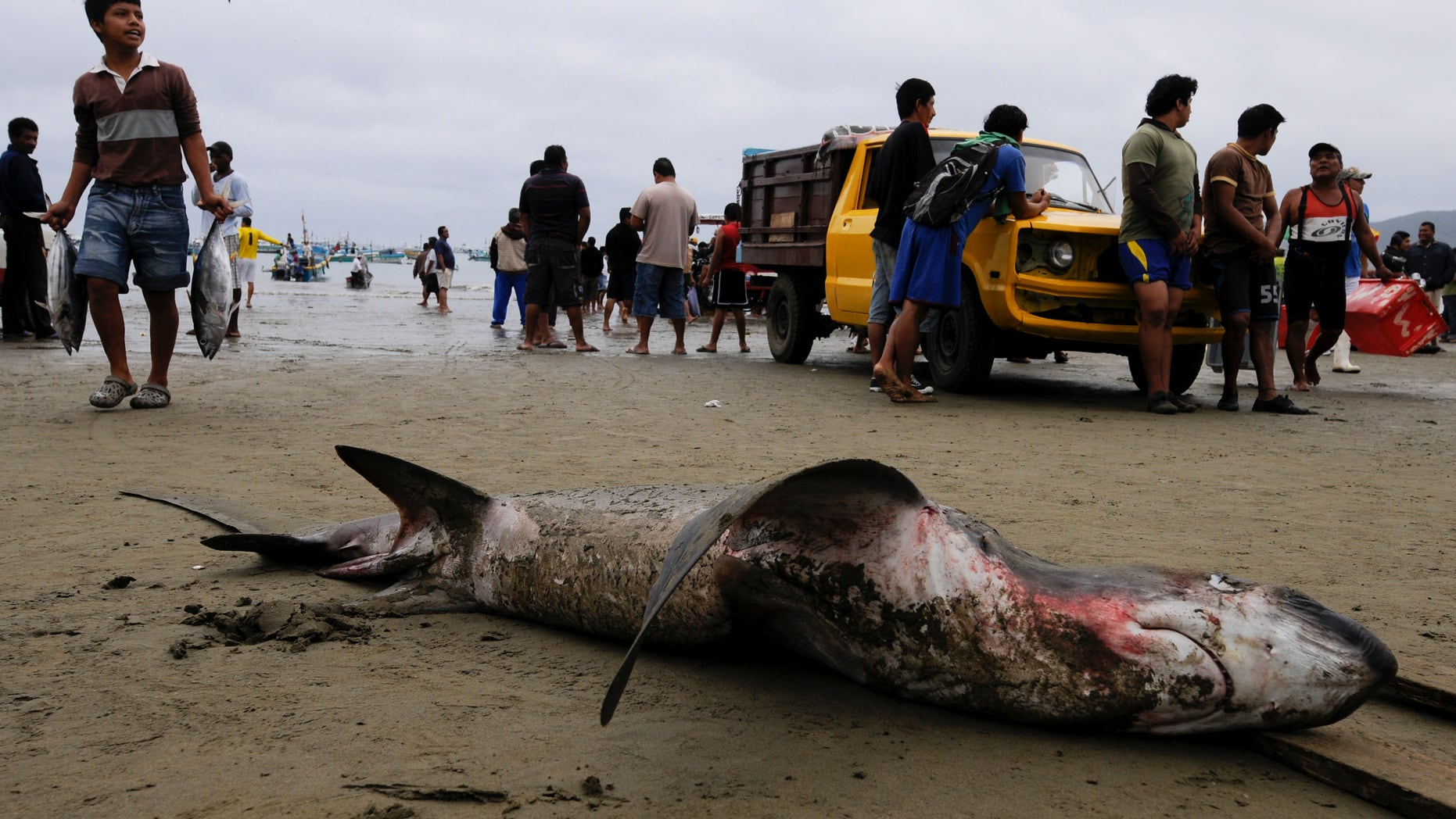 In this photo taken July 5, 2011 photo, a shark lays dead on the sand after being caught by fishermen in Puerto Lopez, Ecuador. Thousands of young sharks in danger of extinction are regularly caught by fishing boats along the Ecuadorian coast to be sold mainly to Asian markets. A 2007 presidential decree authorized fishermen to sell shark meat and fins as long as the animals were caught by accident in fishing nets. (AP Photo/Patricio Realpe)