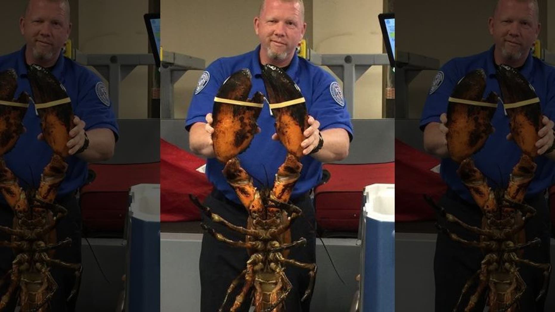 A TSA agent holds a live lobster found in a passenger's luggage at Boston's Logan International Airport.