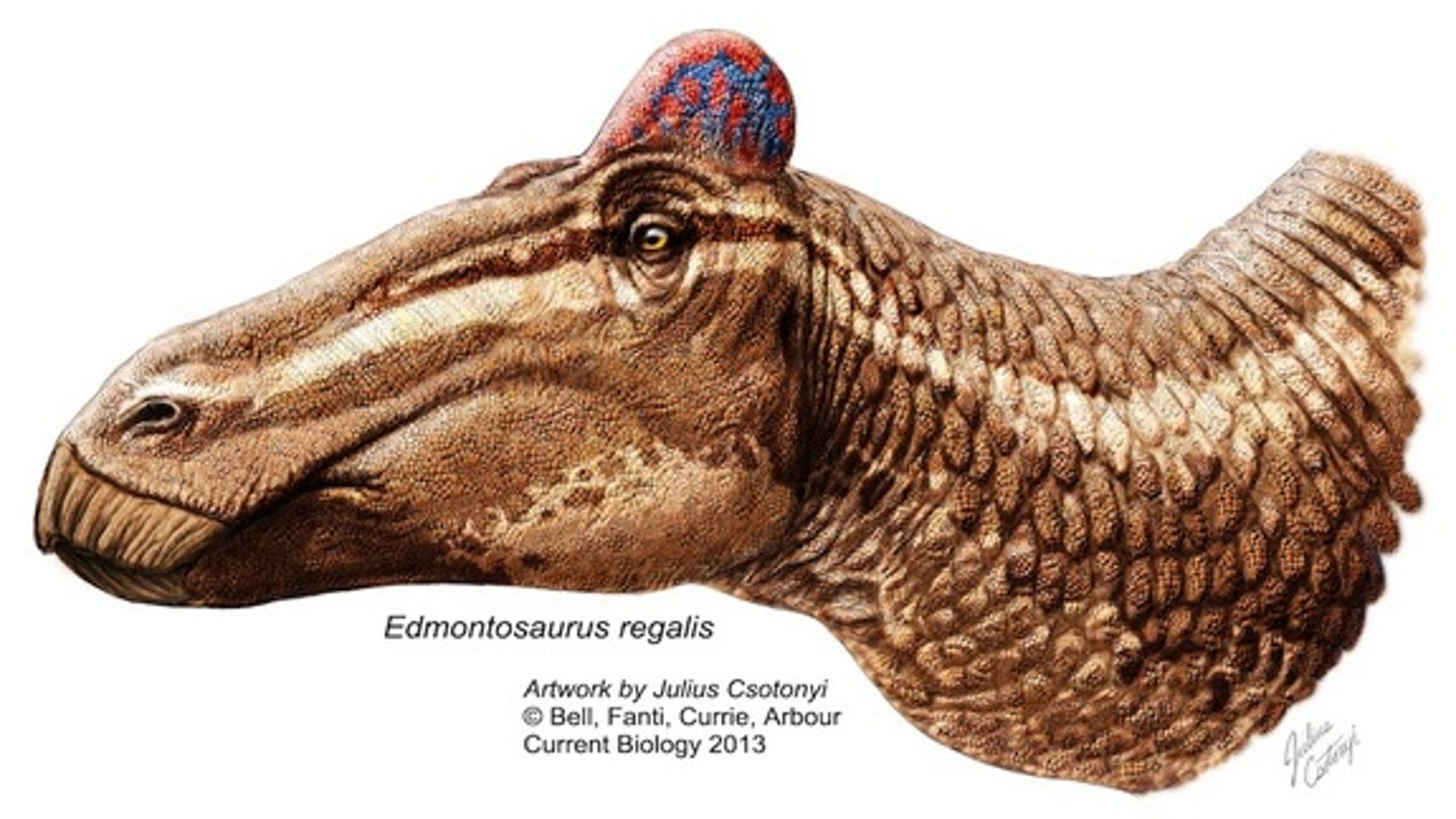 A reconstruction of <i>Edmontosaurus</i> sporting a fleshy "rooster" comb.