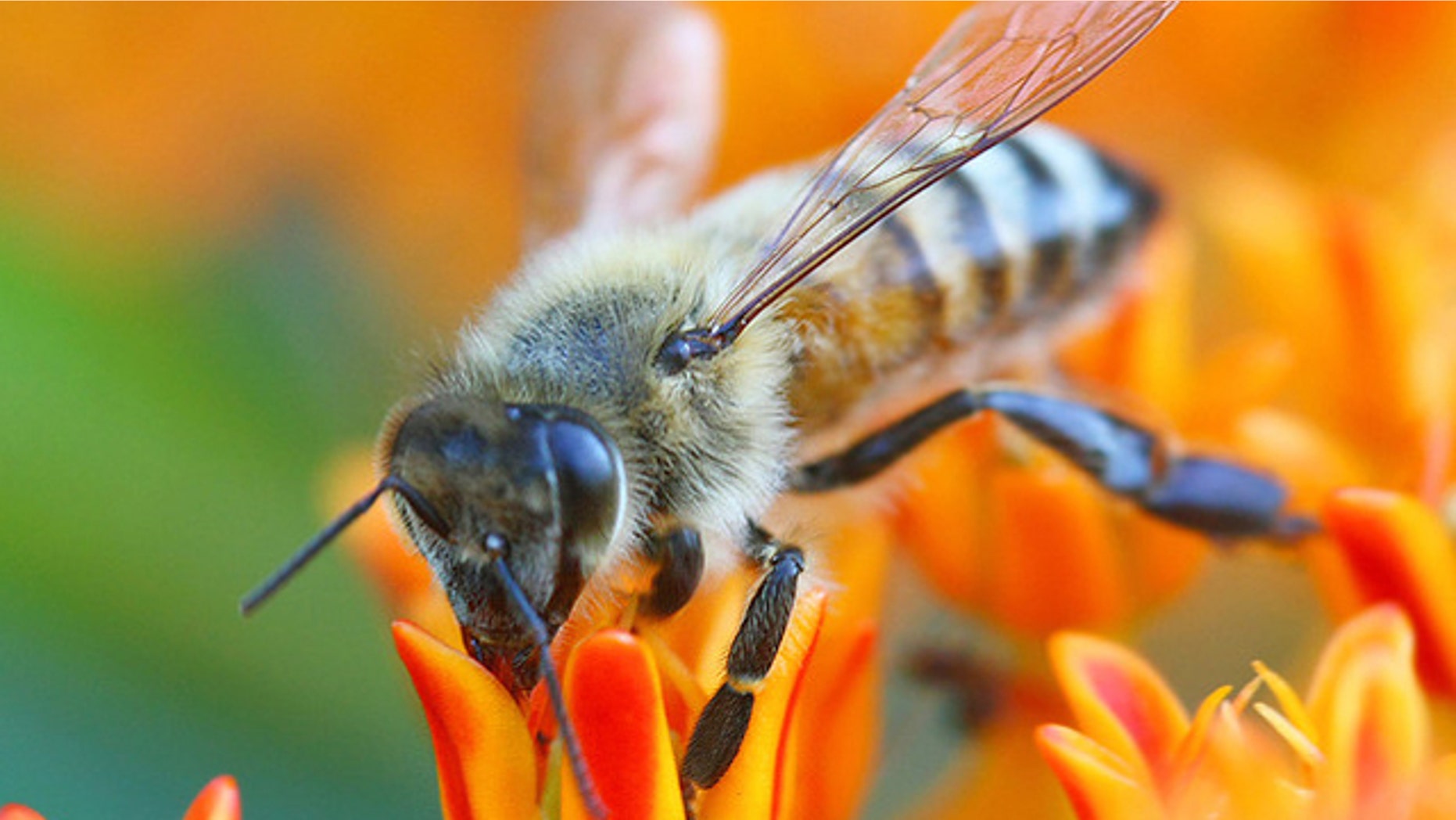 Despite their grass-seed-sized brains, bees have signifcant computational prowess.