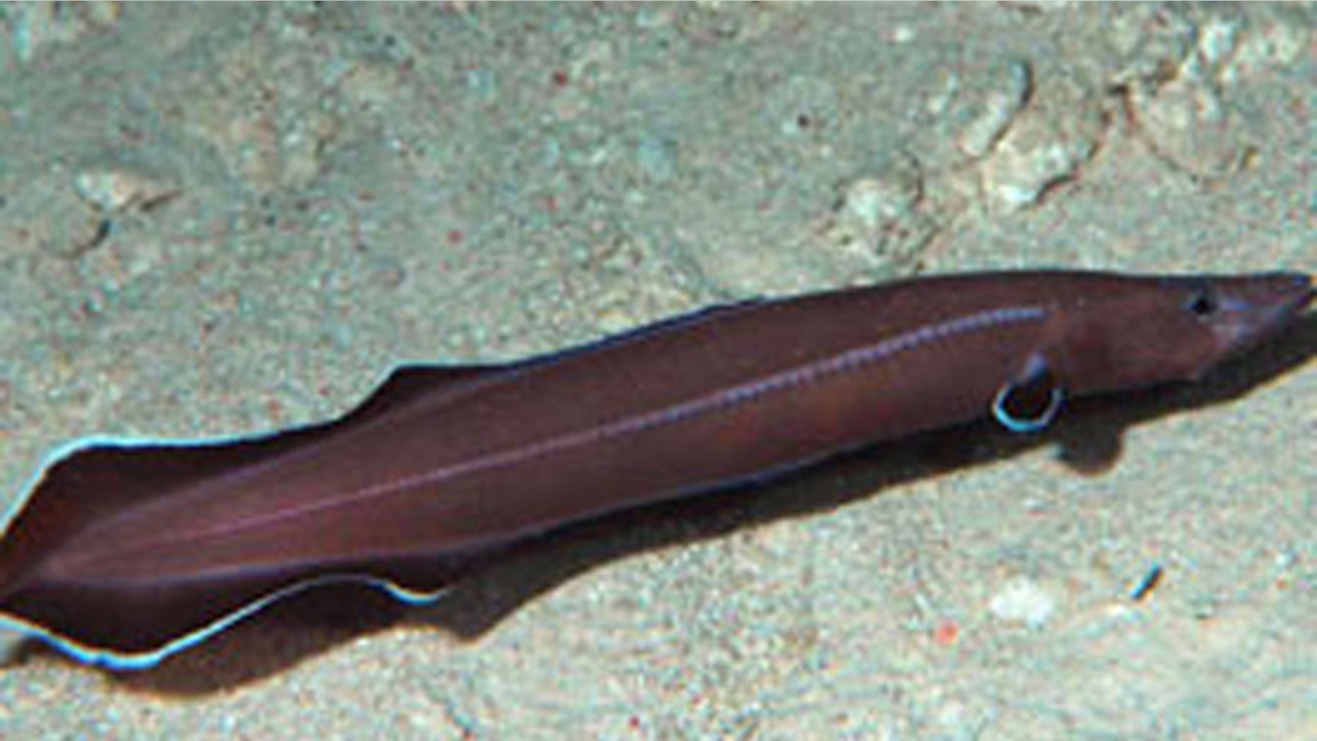 This newly discovered eel's existence dates back to 200 million years ago.
