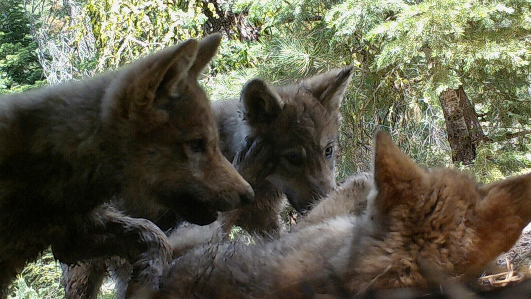 JUNE 30: Remote camera image released by the U.S. Forest Service shows a female gray wolf and her mate with a pup born this year in the wilds of Lassen National Forest in Northern California.
