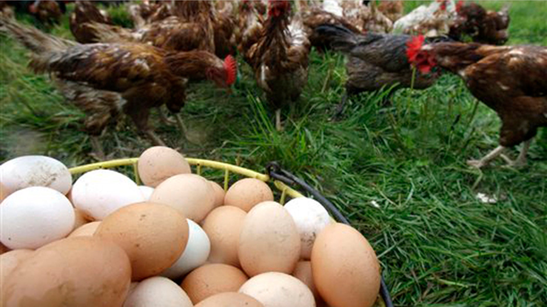 Chickens gather near a basket of freshly gathered eggs at Pete & Jen's Backyard Birds, a small organic farm in Concord, Mass., Aug. 23. The farm has not been affected by the egg recall. (AP Photo)