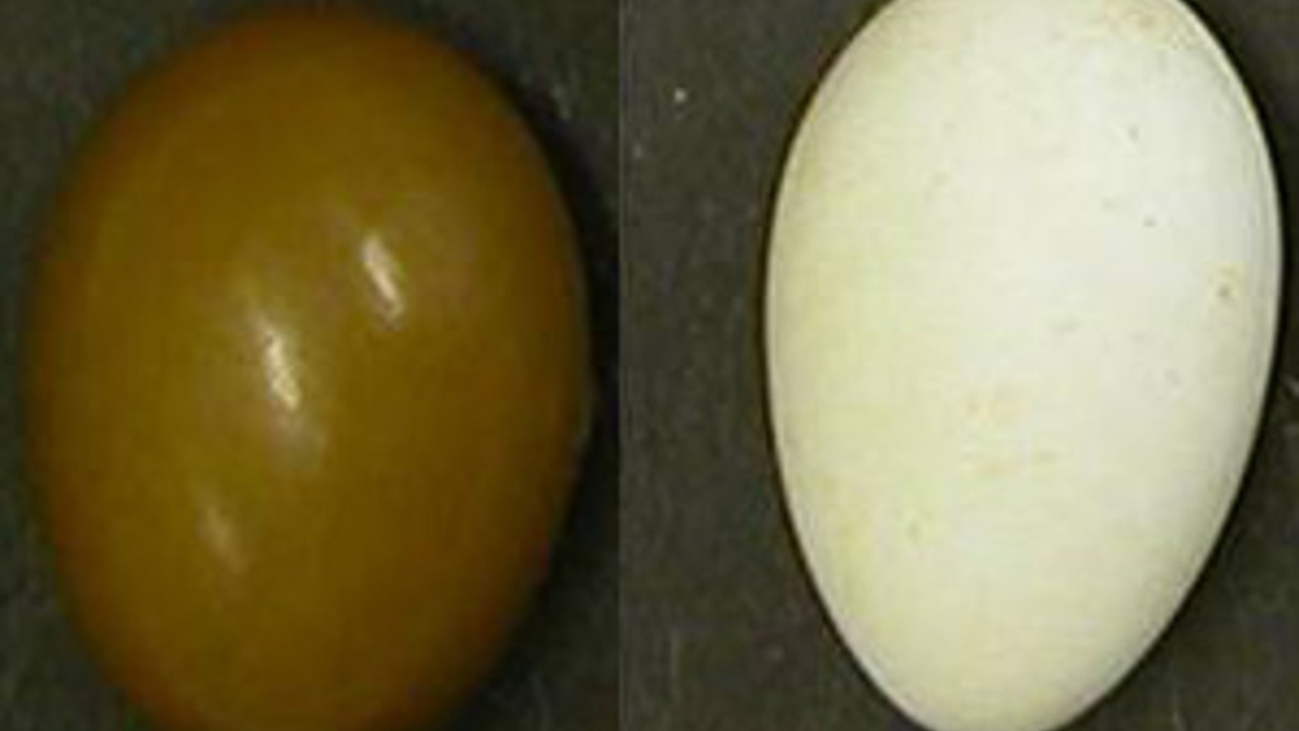 A study showed that while most of the colors of birds' eggshells are visible to humans, UV hues we miss may be important to birds.