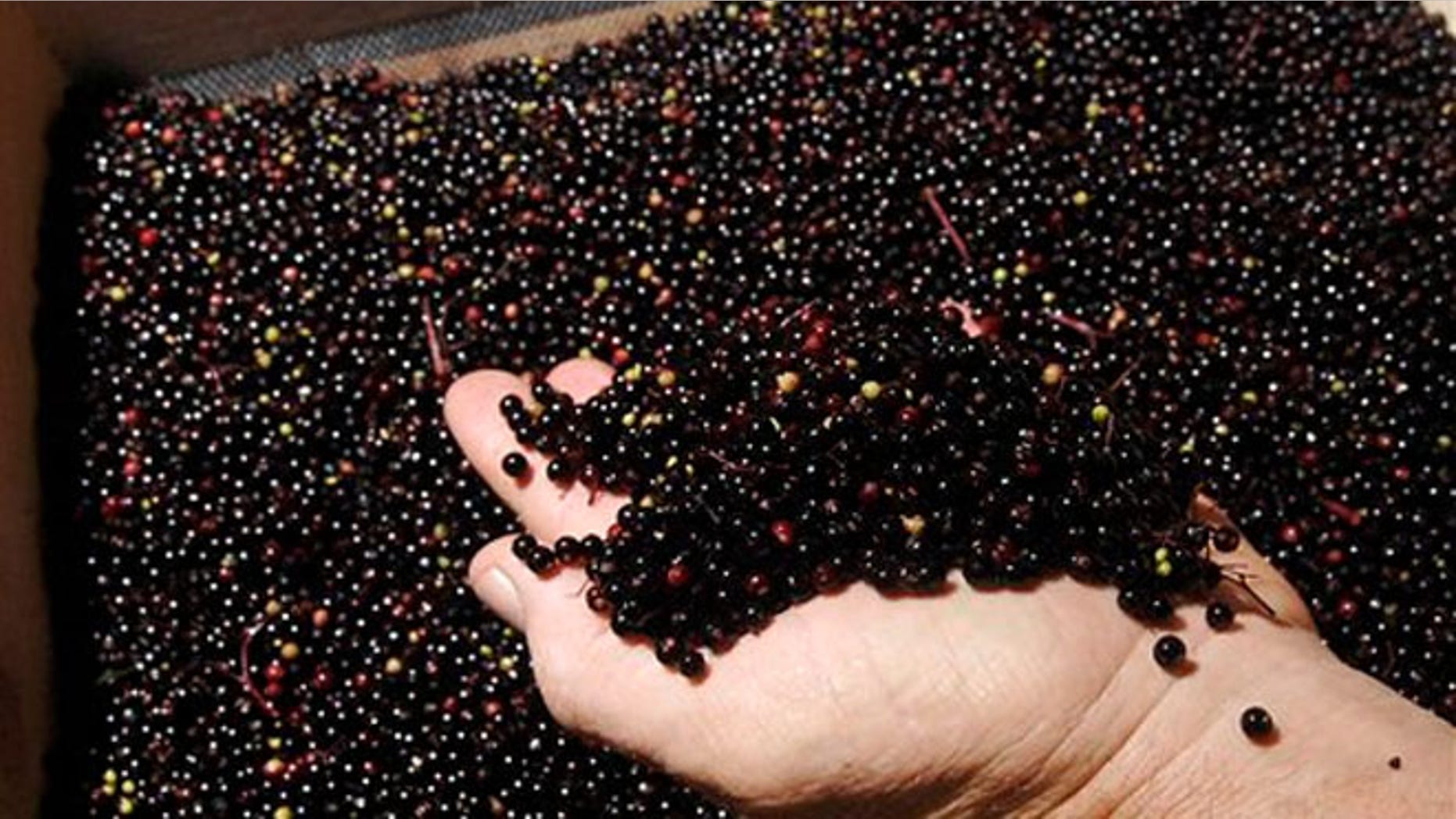 Aug. 22. 2011: A worker looks at elderberries at River Hills Harvest near Hartsburg, Mo., that are ready to be washed, sanitized and quick frozen.