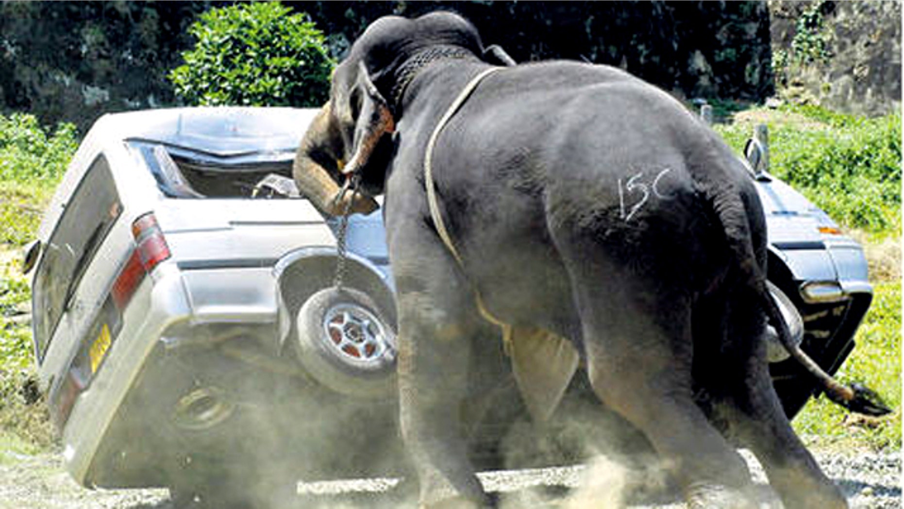 An elephant destoys a minibus after throwing its rider and going on a rampage in Galle, Sri Lanka, in this 2007 photo.