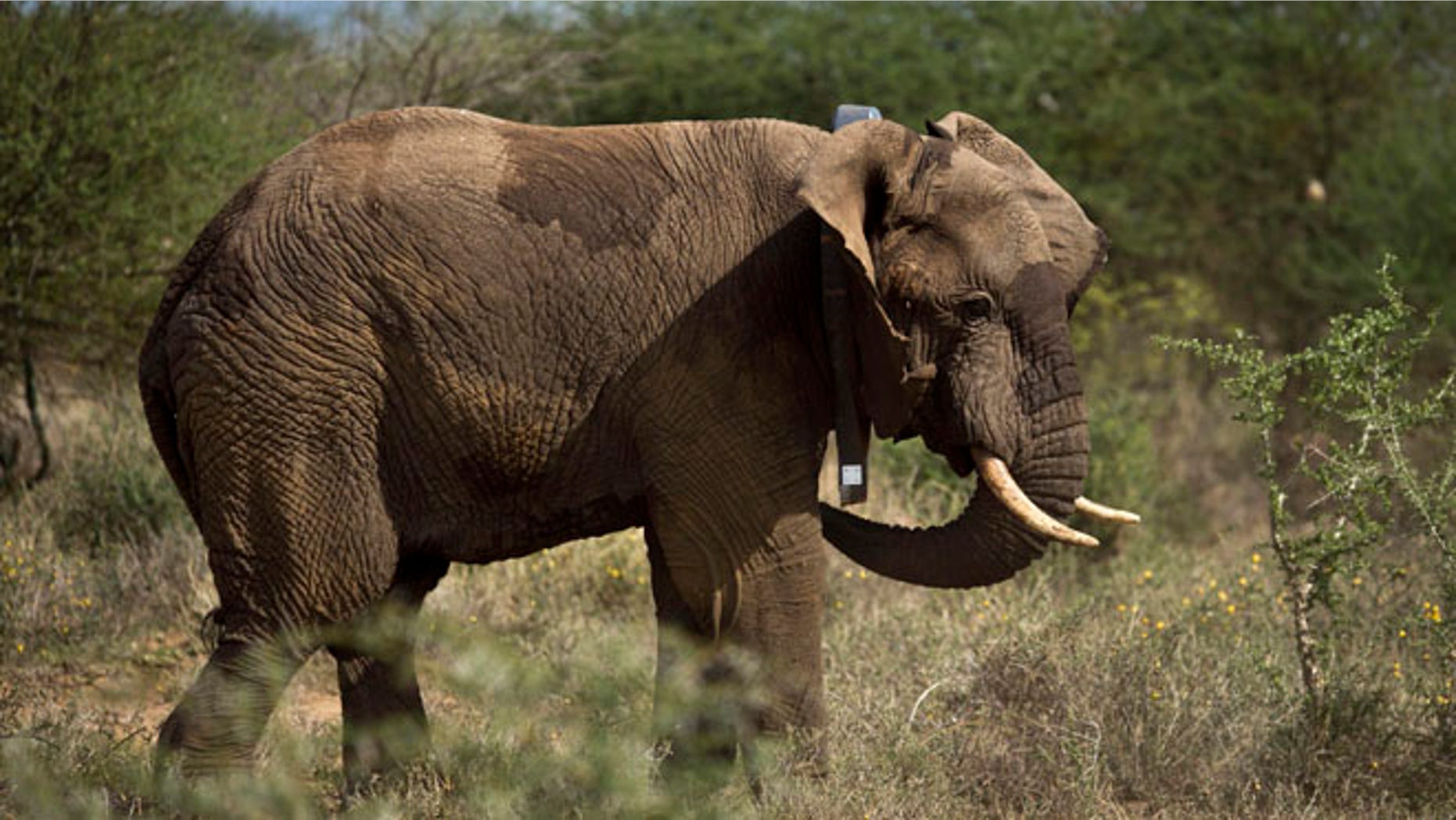 Dec. 3, 2013: A male elephant wears a newly-fitted GPS-tracking collar around his neck, during an elephant-collaring operation near Kajiado, in southern Kenya.