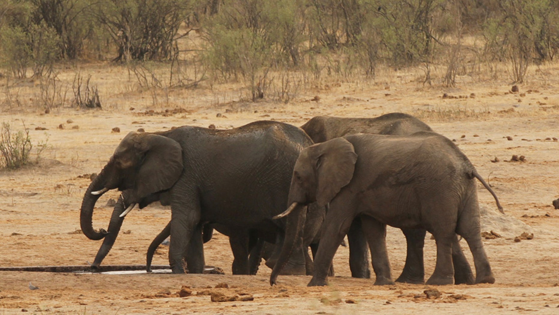 Sept. 29, 2015: A herd of elephants walk at a watering hole in Hwange National Park in Zimbabwe.