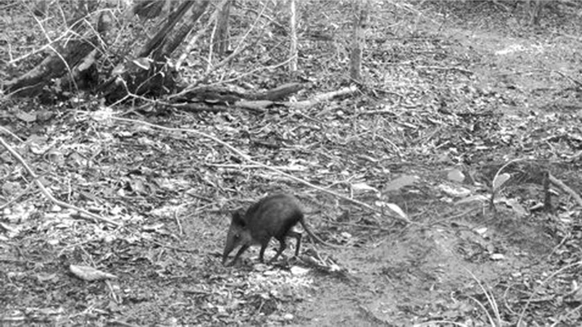 This camera-trap photograph shows the potentially new species of elephant shrew in Kenya.
