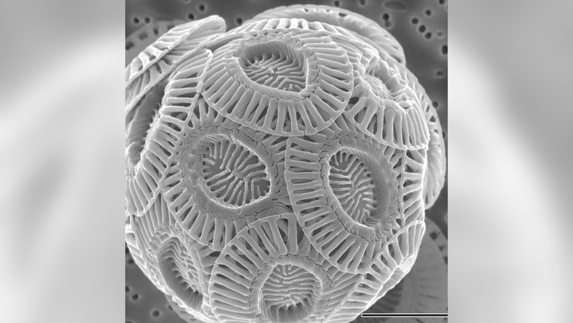 Coccolithophores are tiny algae that form calcium carbonate shells.