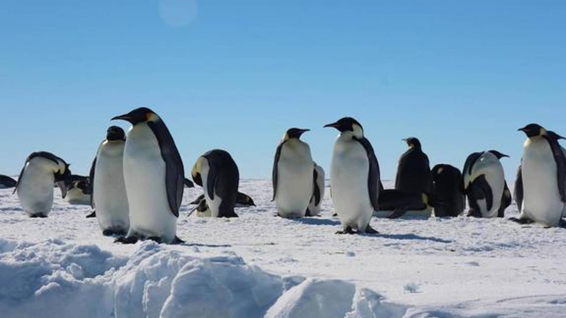 Emperor penguins in the Gould Bay colony preen and rest on the snowy ice.