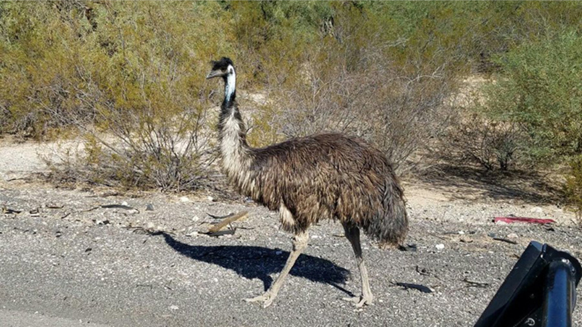 Arizona troopers found this emu on I-10 Friday. (Arizona Department of Public Safety)