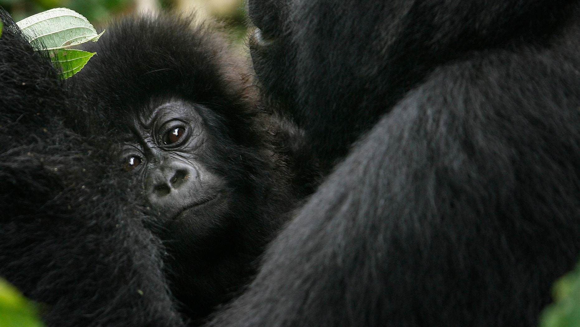 The eastern gorilla has been listed as critically endangered.