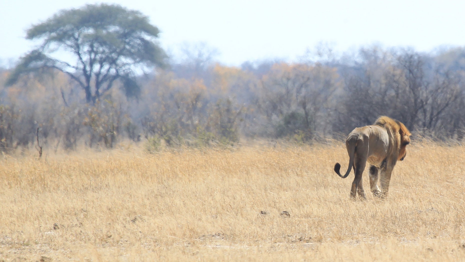 Aug. 6, 2015: This file photo shows a lion named Tommy in the Hwange National Park where Cecil the Lion was killed about 700 kilometres south west of Harare, Zimbabwe.