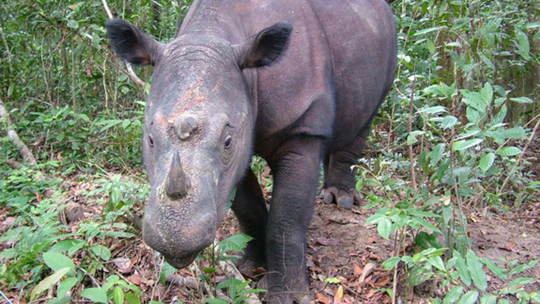 Fewer than 250 Sumatran rhinos (Dicerorhinus sumatrensis) are left in the wild.