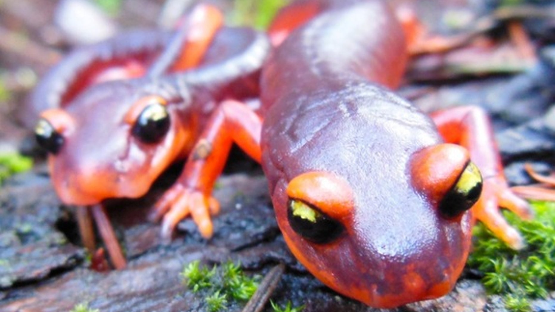 Two Ensatina salamanders (<em>Ensatina eschscholtzii</em>), a species native to the West Coast of the United States. These salamanders are likely vulnerable to a horrific new chytrid fungus that has spread from Asia to Europe and now threatens