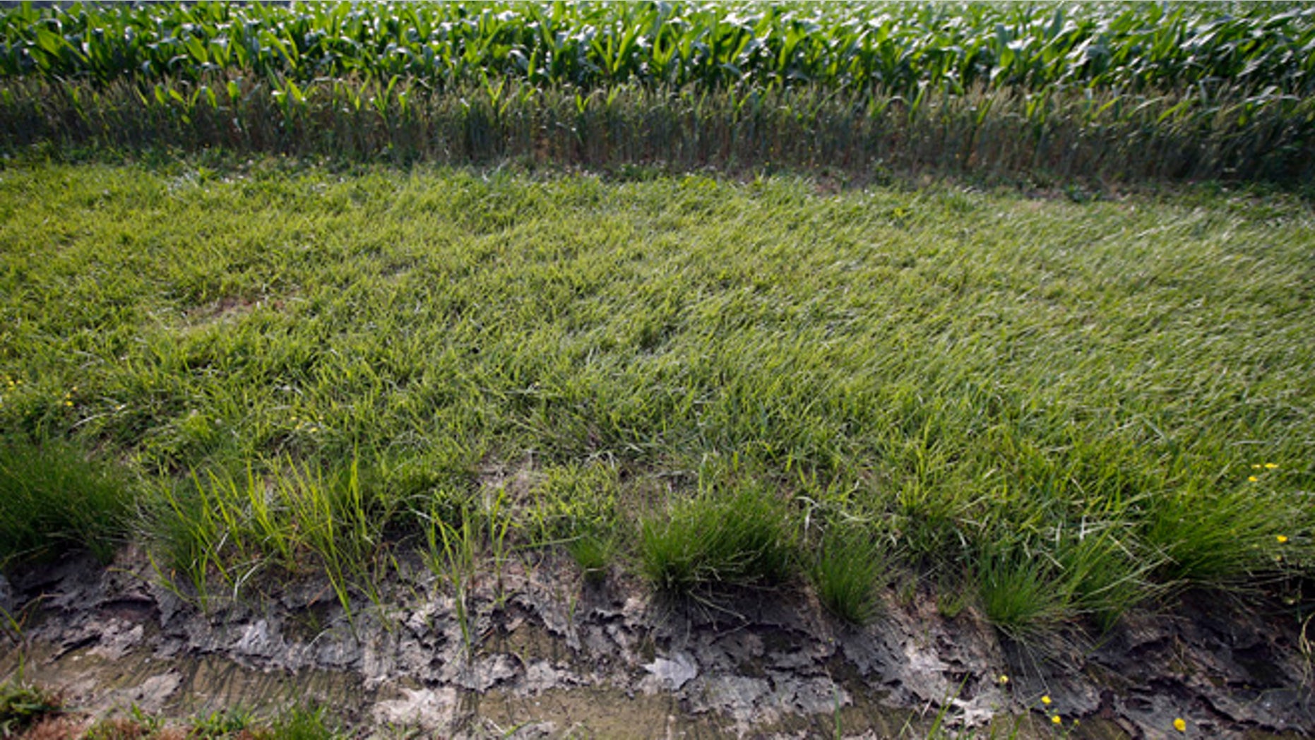 June 11, 2015: A dry water ditch next to a corn field in Cordova, Md. (AP)
