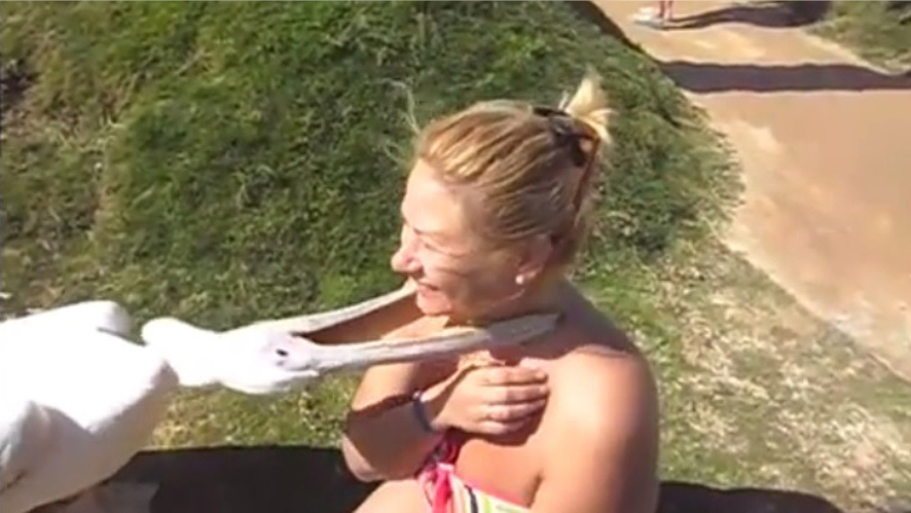 Hungry pelican tries to chow down on tourist.