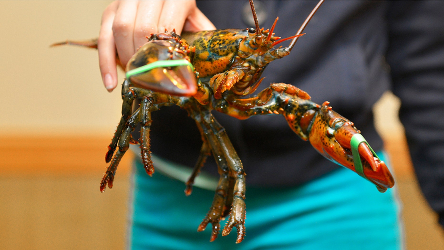 Live lobsters aren't cheap.