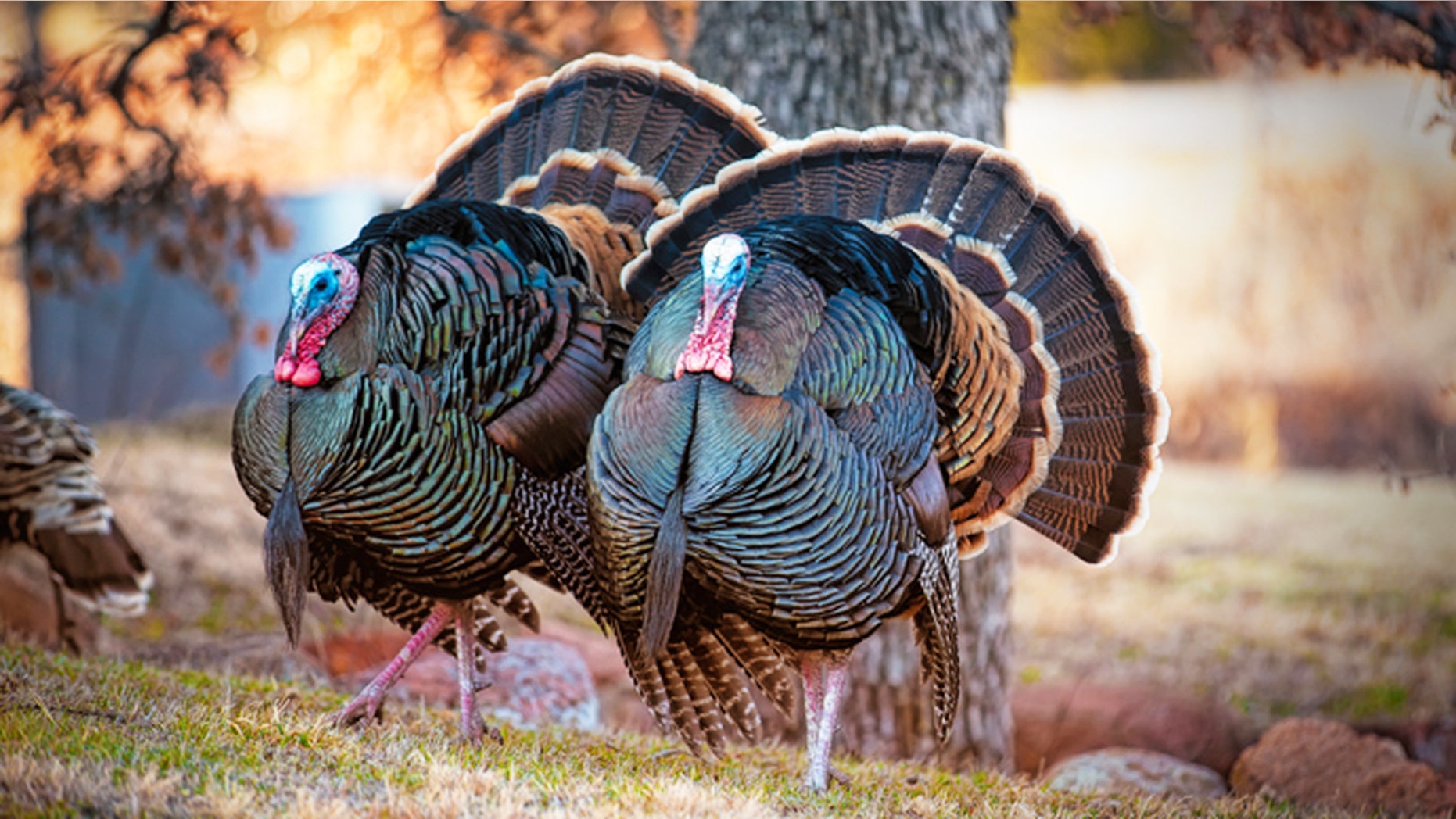 Two Wild Tom Turkeys Displaying their colorful feathers