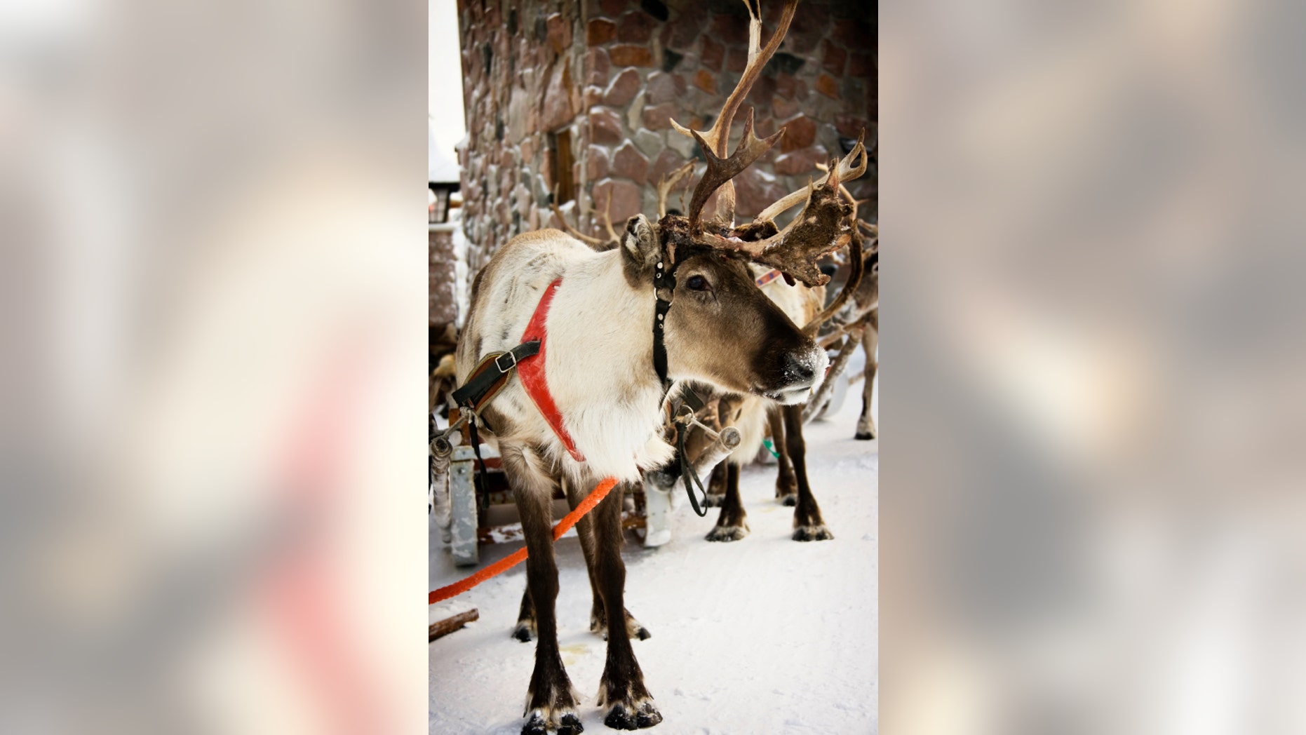 Cookies may be better for reindeer than carrots.