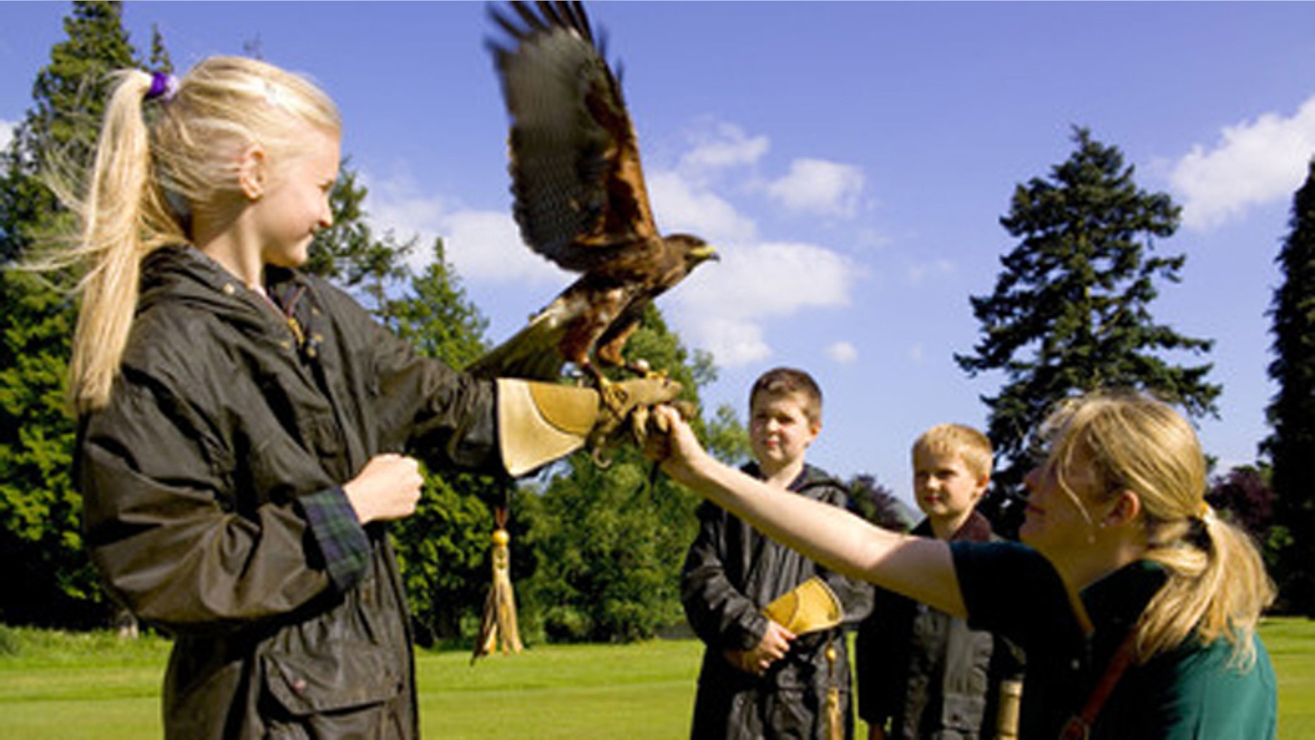 Falconry at Gleneagles.