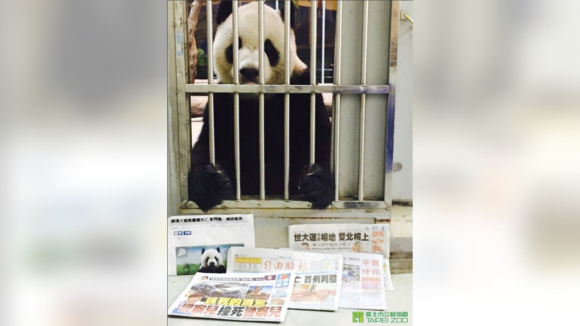 11-year-old Tuan Tuan is alive and well, say zookeepers at the Taipei Zoo.