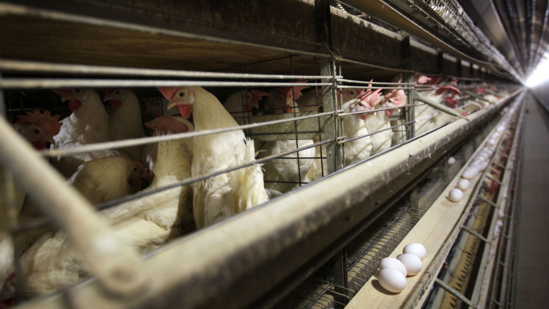 Inside a poultry farm in Iowa. Iowa is the nation's largest egg producer.