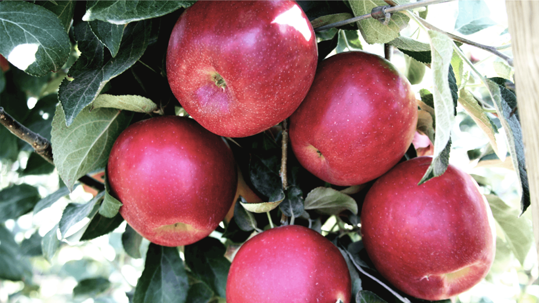 Cosmic Crisp apples are scheduled to hit the market in 2019.