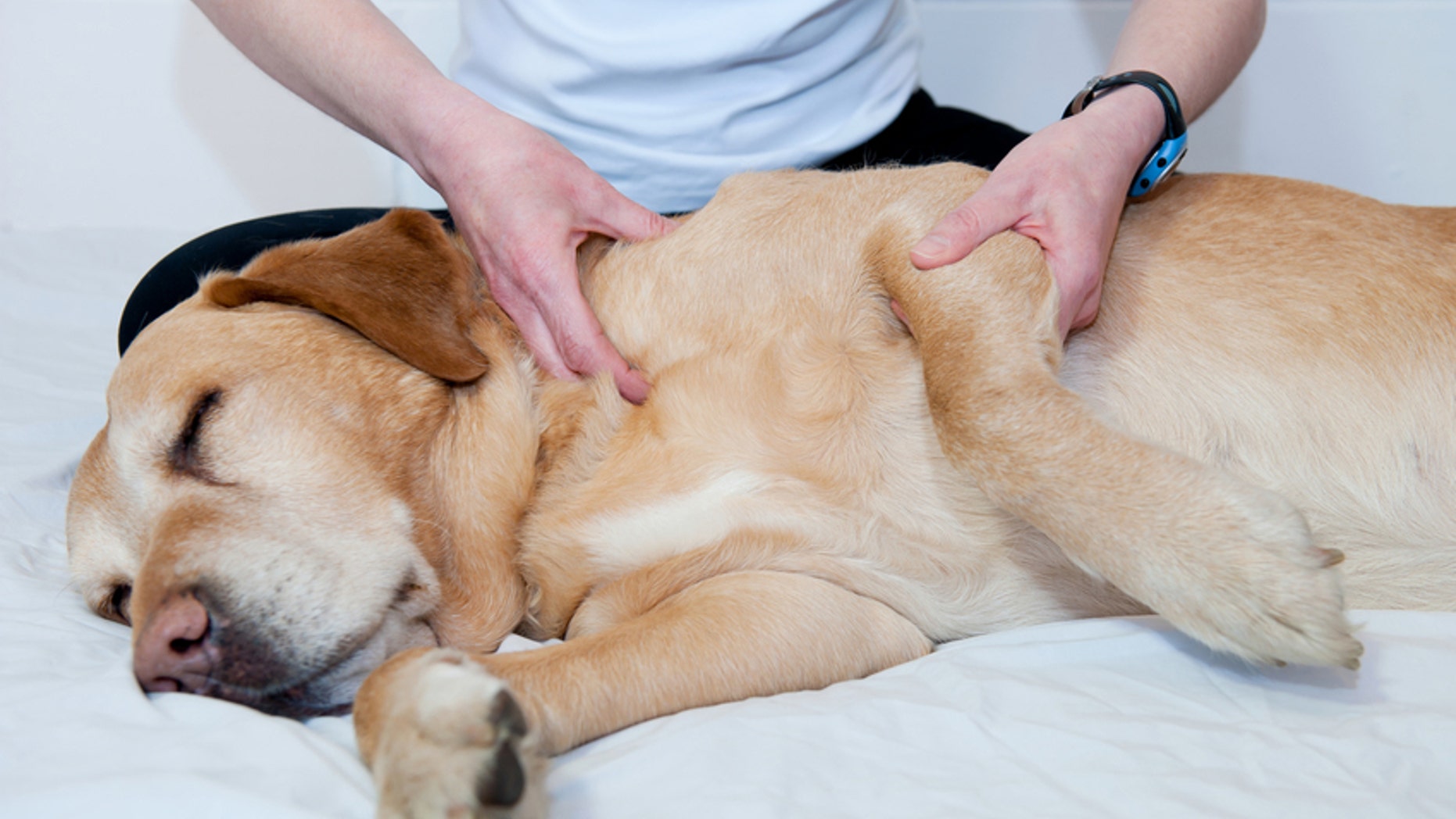 Pamper your pooch-- and get rid of those doggie demons at a one-of-a-kind canine spa.