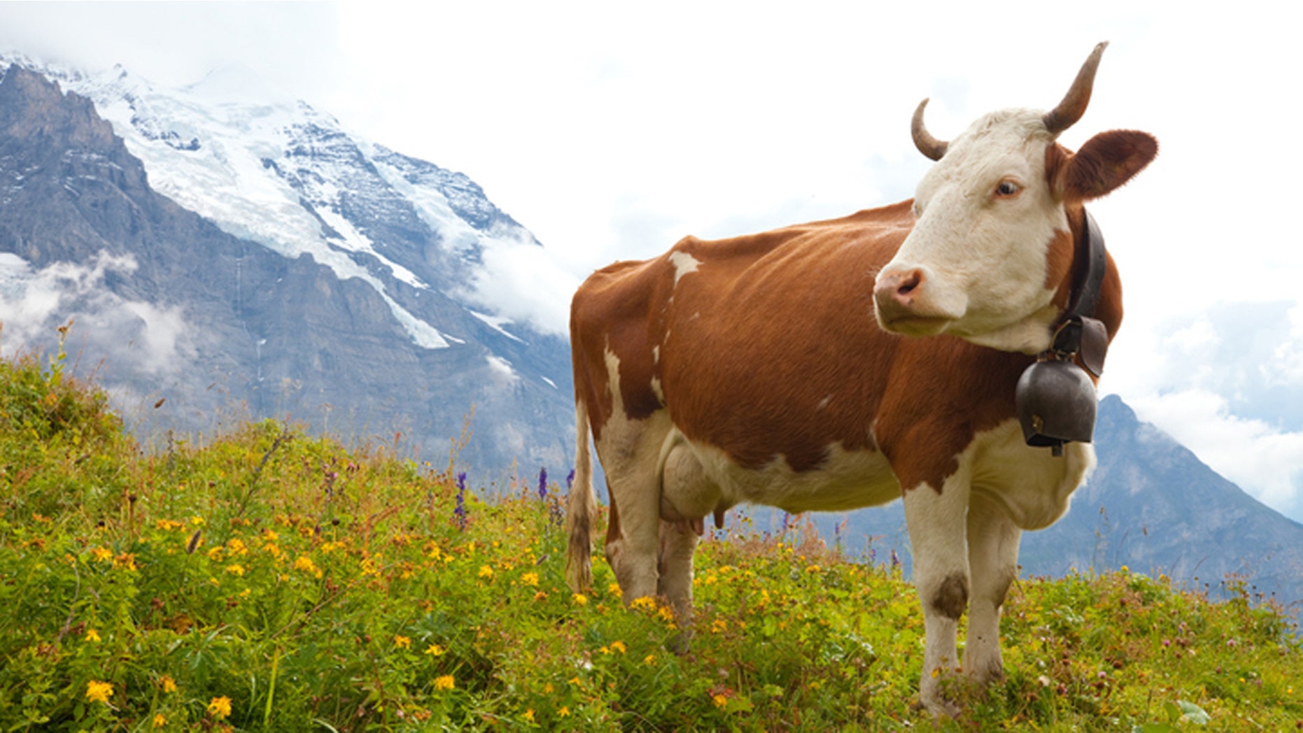 Are cowbells inhumane?