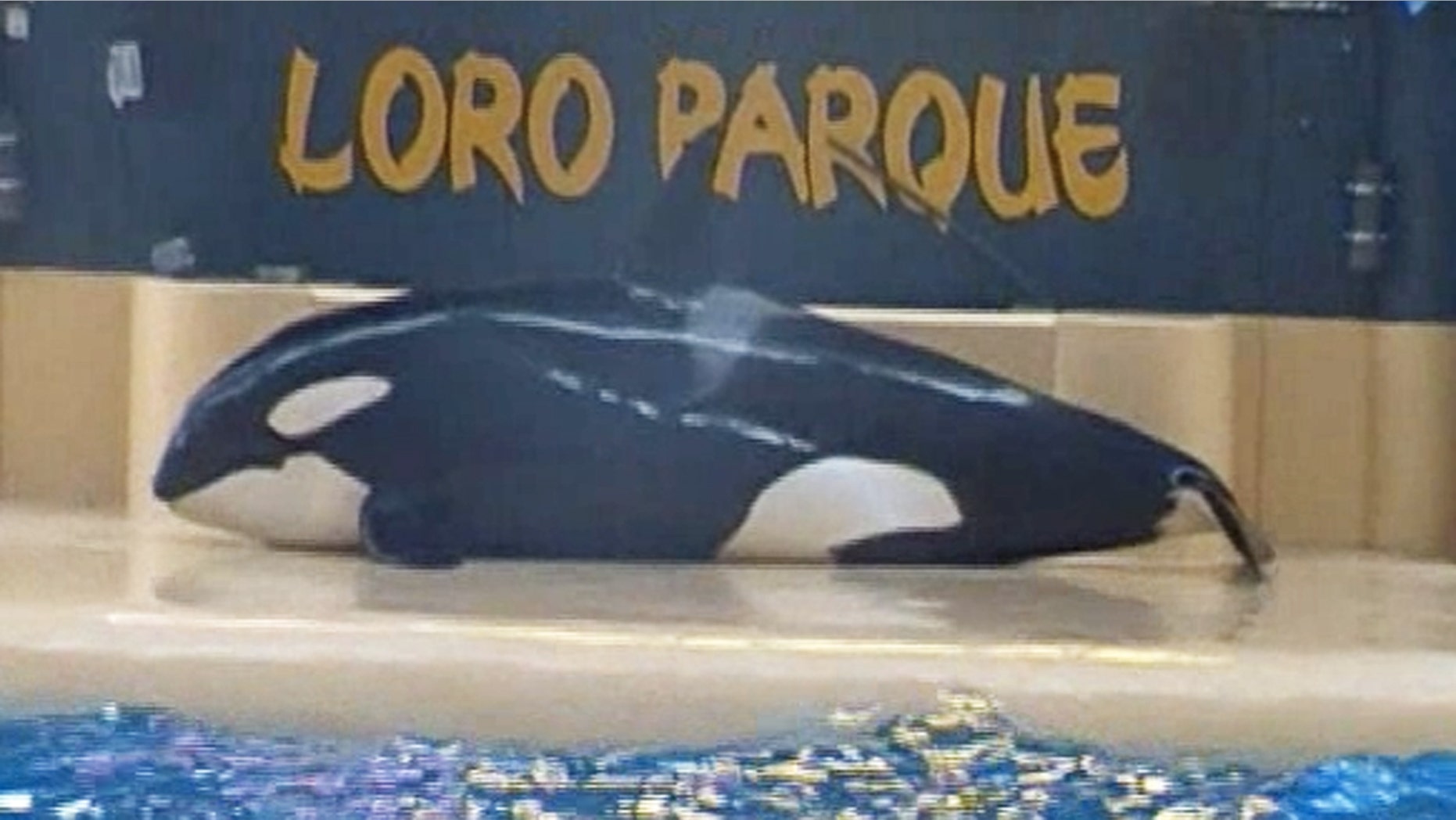 Morgan, a SeaWorld-owned orca, is seen on a concrete slab at Loro Parque, a theme park in Tenerife, Spain.