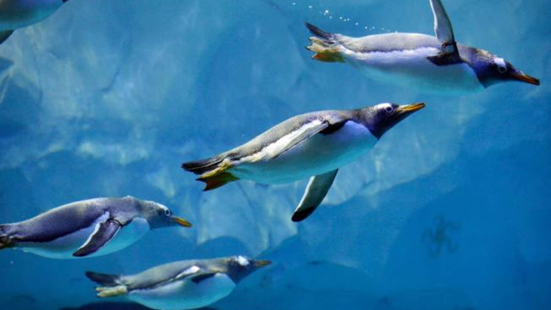 Penguins swim in the Detroit Zoo's new Polk Penguin Conservation Center, Wednesday, April 13, 2016, in Royal Oak, Mich.