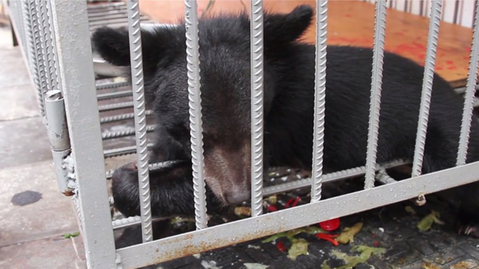Bear cubs are often kept in cages outside restaurants where diners can order up "delicacies" like bear paw soup.