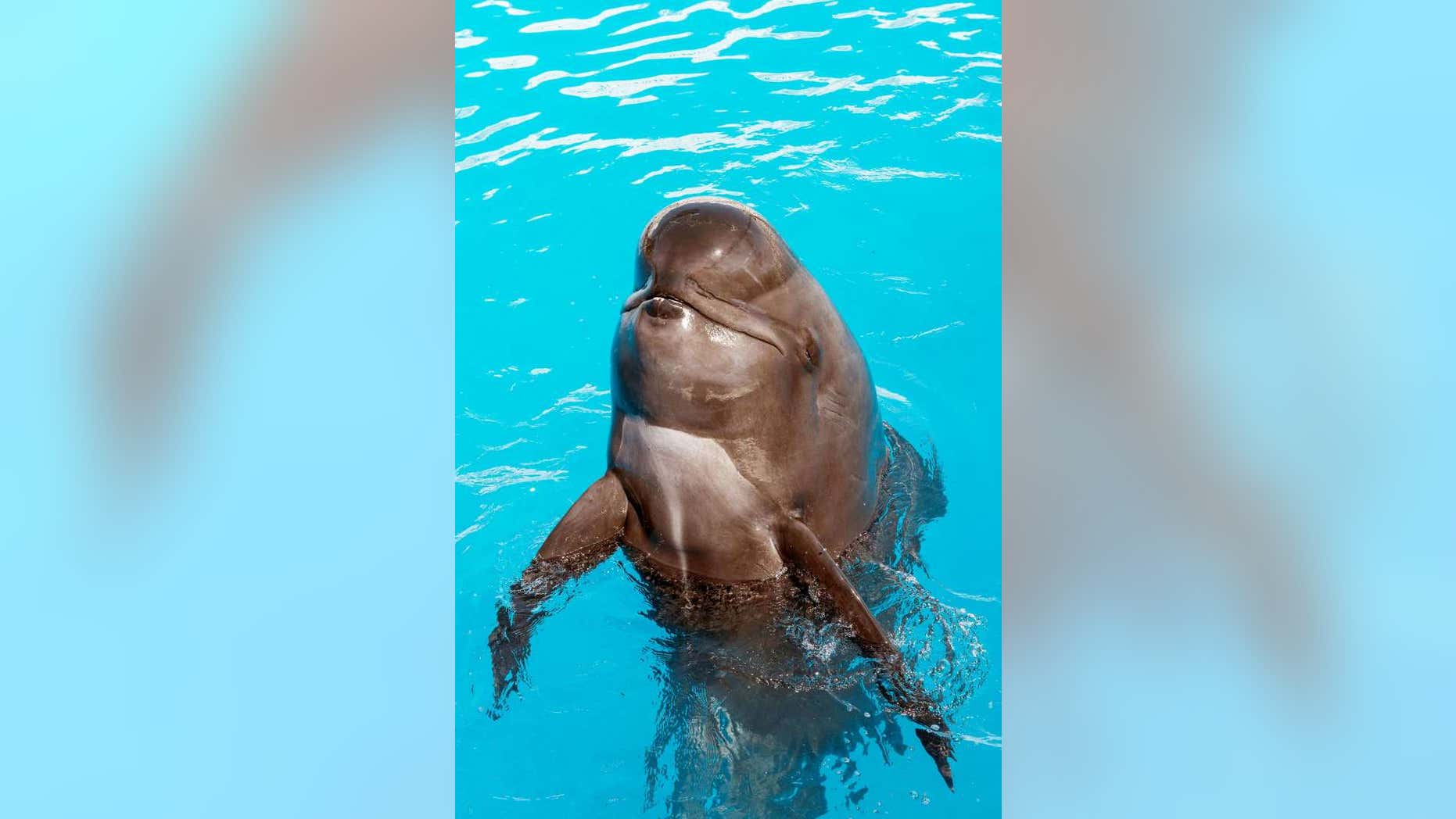 This undated photo provided by SeaWorld San Diego shows Bubbles, a short-finned pilot whale that lived at SeaWorld San Diego for nearly 30 years. The park reported that Bubbles died June 9. She was believed to be in her mid-50s.