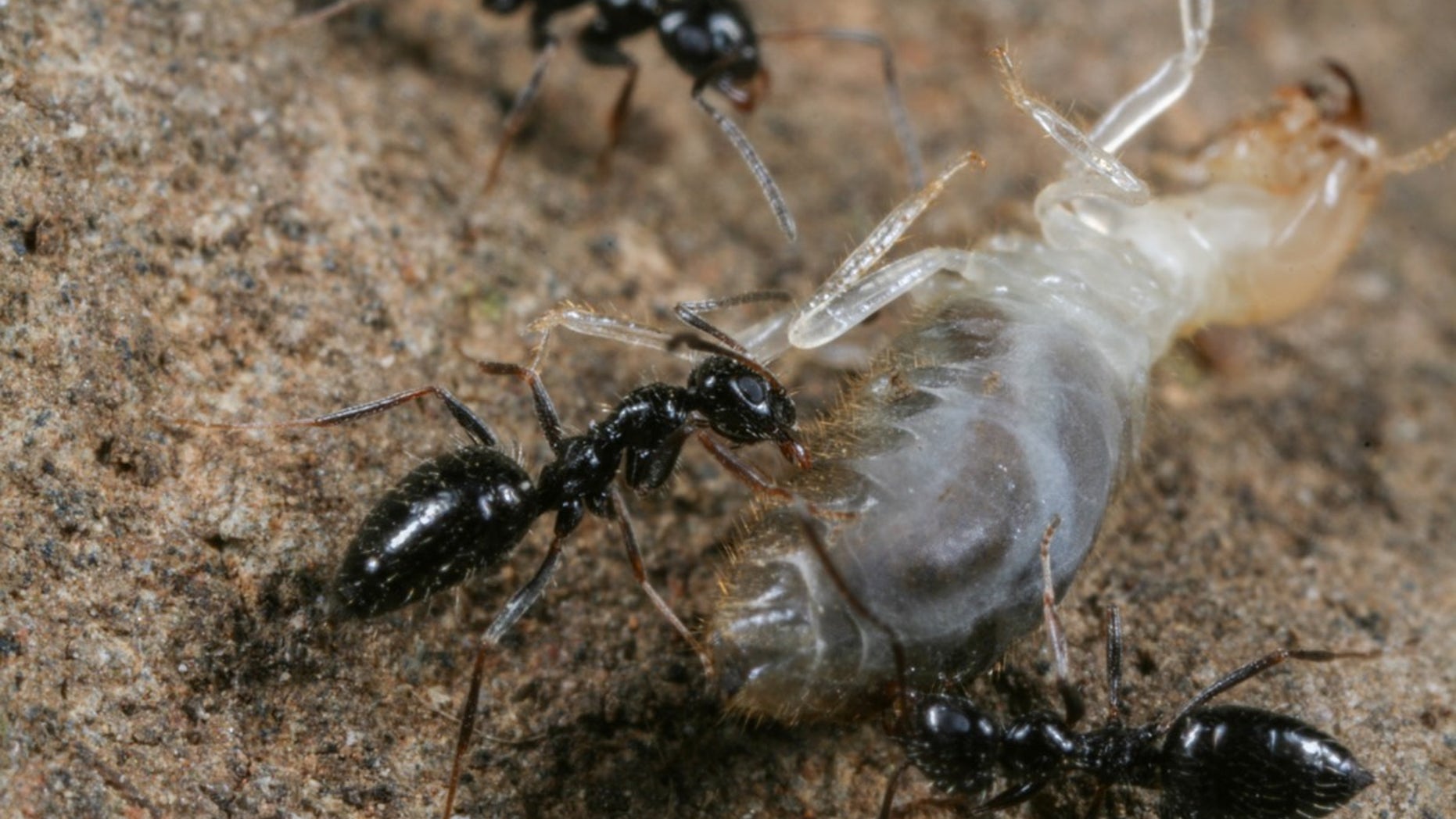Lepisiota ants kill a termite.