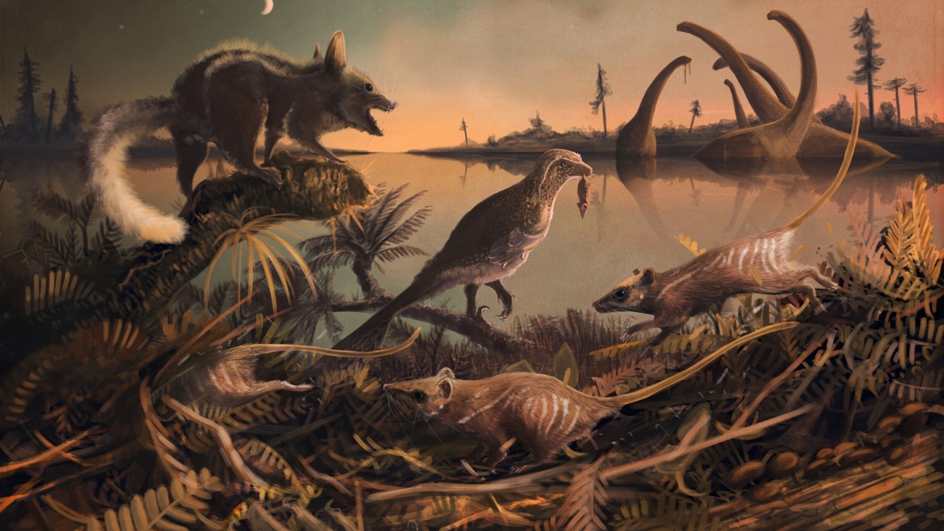The earliest ancestors of eutherian mammals were small rat-like creatures (depicted in this illustration) that lived 145 million years ago in the shadow of the dinosaurs.