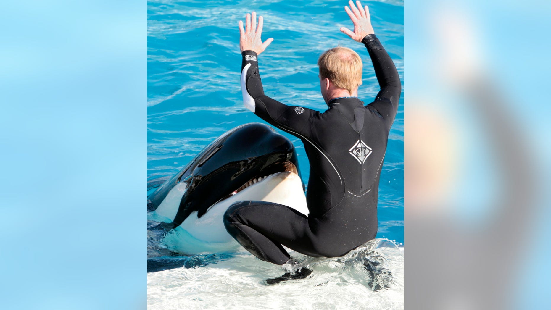 A SeaWorld trainer interacts with one of SeaWorld's killer whales during a show in San Diego. SeaWorld will end its orca shows at its San Diego park by 2017.